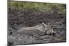 Warthog (Phacochoerus Aethiopicus) Mud Bathing, Ngorongoro Crater, Tanzania,East Africa, Africa-James Hager-Mounted Premium Photographic Print
