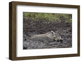 Warthog (Phacochoerus Aethiopicus) Mud Bathing, Ngorongoro Crater, Tanzania,East Africa, Africa-James Hager-Framed Photographic Print