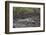 Warthog (Phacochoerus Aethiopicus) Mud Bathing, Ngorongoro Crater, Tanzania,East Africa, Africa-James Hager-Framed Photographic Print