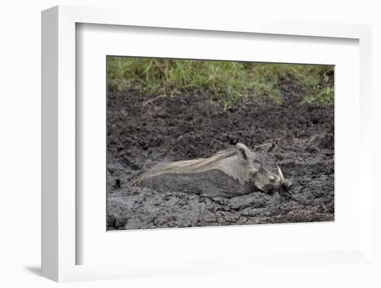 Warthog (Phacochoerus Aethiopicus) Mud Bathing, Ngorongoro Crater, Tanzania,East Africa, Africa-James Hager-Framed Photographic Print