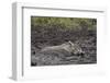 Warthog (Phacochoerus Aethiopicus) Mud Bathing, Ngorongoro Crater, Tanzania,East Africa, Africa-James Hager-Framed Photographic Print