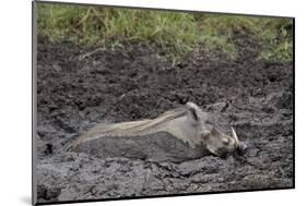 Warthog (Phacochoerus Aethiopicus) Mud Bathing, Ngorongoro Crater, Tanzania,East Africa, Africa-James Hager-Mounted Photographic Print