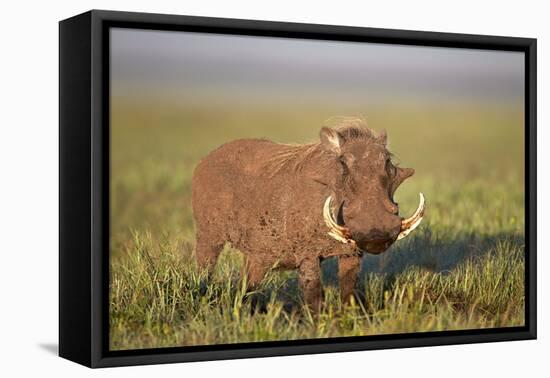 Warthog (Phacochoerus Aethiopicus), Ngorongoro Crater, Tanzania, East Africa, Africa-James Hager-Framed Stretched Canvas