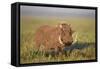 Warthog (Phacochoerus Aethiopicus), Ngorongoro Crater, Tanzania, East Africa, Africa-James Hager-Framed Stretched Canvas