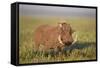 Warthog (Phacochoerus Aethiopicus), Ngorongoro Crater, Tanzania, East Africa, Africa-James Hager-Framed Stretched Canvas