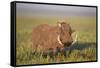 Warthog (Phacochoerus Aethiopicus), Ngorongoro Crater, Tanzania, East Africa, Africa-James Hager-Framed Stretched Canvas