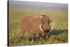 Warthog (Phacochoerus Aethiopicus), Ngorongoro Crater, Tanzania, East Africa, Africa-James Hager-Stretched Canvas