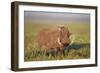 Warthog (Phacochoerus Aethiopicus), Ngorongoro Crater, Tanzania, East Africa, Africa-James Hager-Framed Photographic Print