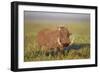 Warthog (Phacochoerus Aethiopicus), Ngorongoro Crater, Tanzania, East Africa, Africa-James Hager-Framed Photographic Print