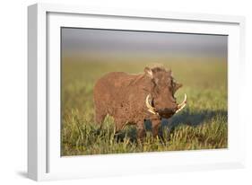 Warthog (Phacochoerus Aethiopicus), Ngorongoro Crater, Tanzania, East Africa, Africa-James Hager-Framed Photographic Print