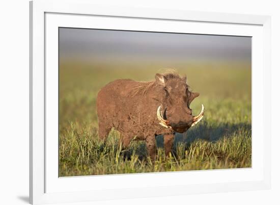 Warthog (Phacochoerus Aethiopicus), Ngorongoro Crater, Tanzania, East Africa, Africa-James Hager-Framed Photographic Print