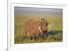 Warthog (Phacochoerus Aethiopicus), Ngorongoro Crater, Tanzania, East Africa, Africa-James Hager-Framed Photographic Print