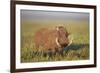 Warthog (Phacochoerus Aethiopicus), Ngorongoro Crater, Tanzania, East Africa, Africa-James Hager-Framed Photographic Print