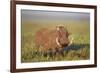 Warthog (Phacochoerus Aethiopicus), Ngorongoro Crater, Tanzania, East Africa, Africa-James Hager-Framed Photographic Print