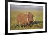 Warthog (Phacochoerus Aethiopicus), Ngorongoro Crater, Tanzania, East Africa, Africa-James Hager-Framed Photographic Print