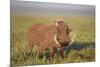 Warthog (Phacochoerus Aethiopicus), Ngorongoro Crater, Tanzania, East Africa, Africa-James Hager-Mounted Photographic Print