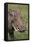 Warthog (Phacochoerus Aethiopicus), Ngorongoro Crater, Tanzania, East Africa, Africa-James Hager-Framed Stretched Canvas