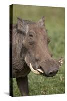 Warthog (Phacochoerus Aethiopicus), Ngorongoro Crater, Tanzania, East Africa, Africa-James Hager-Stretched Canvas