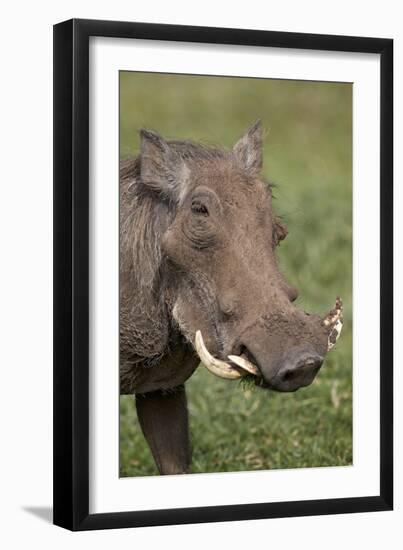 Warthog (Phacochoerus Aethiopicus), Ngorongoro Crater, Tanzania, East Africa, Africa-James Hager-Framed Premium Photographic Print