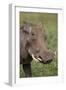 Warthog (Phacochoerus Aethiopicus), Ngorongoro Crater, Tanzania, East Africa, Africa-James Hager-Framed Premium Photographic Print