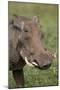 Warthog (Phacochoerus Aethiopicus), Ngorongoro Crater, Tanzania, East Africa, Africa-James Hager-Mounted Premium Photographic Print