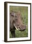 Warthog (Phacochoerus Aethiopicus), Ngorongoro Crater, Tanzania, East Africa, Africa-James Hager-Framed Photographic Print