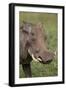 Warthog (Phacochoerus Aethiopicus), Ngorongoro Crater, Tanzania, East Africa, Africa-James Hager-Framed Photographic Print