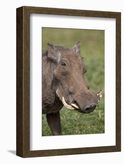 Warthog (Phacochoerus Aethiopicus), Ngorongoro Crater, Tanzania, East Africa, Africa-James Hager-Framed Photographic Print