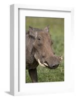 Warthog (Phacochoerus Aethiopicus), Ngorongoro Crater, Tanzania, East Africa, Africa-James Hager-Framed Photographic Print