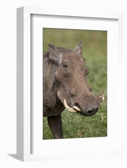 Warthog (Phacochoerus Aethiopicus), Ngorongoro Crater, Tanzania, East Africa, Africa-James Hager-Framed Photographic Print