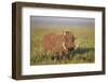 Warthog (Phacochoerus Aethiopicus), Ngorongoro Crater, Tanzania, East Africa, Africa-James Hager-Framed Premium Photographic Print