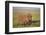 Warthog (Phacochoerus Aethiopicus), Ngorongoro Crater, Tanzania, East Africa, Africa-James Hager-Framed Premium Photographic Print