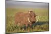 Warthog (Phacochoerus Aethiopicus), Ngorongoro Crater, Tanzania, East Africa, Africa-James Hager-Mounted Premium Photographic Print