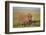 Warthog (Phacochoerus Aethiopicus), Ngorongoro Crater, Tanzania, East Africa, Africa-James Hager-Framed Photographic Print