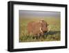 Warthog (Phacochoerus Aethiopicus), Ngorongoro Crater, Tanzania, East Africa, Africa-James Hager-Framed Photographic Print