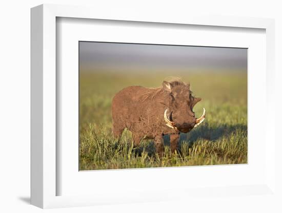 Warthog (Phacochoerus Aethiopicus), Ngorongoro Crater, Tanzania, East Africa, Africa-James Hager-Framed Photographic Print