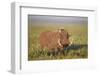 Warthog (Phacochoerus Aethiopicus), Ngorongoro Crater, Tanzania, East Africa, Africa-James Hager-Framed Photographic Print