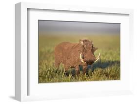 Warthog (Phacochoerus Aethiopicus), Ngorongoro Crater, Tanzania, East Africa, Africa-James Hager-Framed Photographic Print