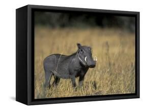 Warthog, Phacochoerus Africanus, Chobe National Park, Savuti, Botswana, Africa-Thorsten Milse-Framed Stretched Canvas