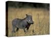 Warthog, Phacochoerus Africanus, Chobe National Park, Savuti, Botswana, Africa-Thorsten Milse-Stretched Canvas