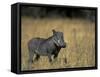 Warthog, Phacochoerus Africanus, Chobe National Park, Savuti, Botswana, Africa-Thorsten Milse-Framed Stretched Canvas