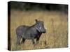 Warthog, Phacochoerus Africanus, Chobe National Park, Savuti, Botswana, Africa-Thorsten Milse-Stretched Canvas