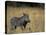 Warthog, Phacochoerus Africanus, Chobe National Park, Savuti, Botswana, Africa-Thorsten Milse-Stretched Canvas