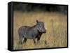 Warthog, Phacochoerus Africanus, Chobe National Park, Savuti, Botswana, Africa-Thorsten Milse-Framed Stretched Canvas