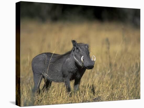 Warthog, Phacochoerus Africanus, Chobe National Park, Savuti, Botswana, Africa-Thorsten Milse-Stretched Canvas