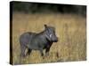 Warthog, Phacochoerus Africanus, Chobe National Park, Savuti, Botswana, Africa-Thorsten Milse-Stretched Canvas