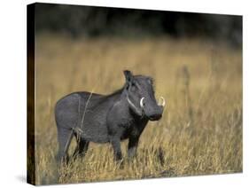 Warthog, Phacochoerus Africanus, Chobe National Park, Savuti, Botswana, Africa-Thorsten Milse-Stretched Canvas