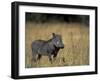 Warthog, Phacochoerus Africanus, Chobe National Park, Savuti, Botswana, Africa-Thorsten Milse-Framed Premium Photographic Print