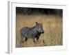 Warthog, Phacochoerus Africanus, Chobe National Park, Savuti, Botswana, Africa-Thorsten Milse-Framed Premium Photographic Print