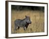 Warthog, Phacochoerus Africanus, Chobe National Park, Savuti, Botswana, Africa-Thorsten Milse-Framed Premium Photographic Print